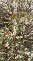 Hakea mitchellii