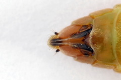 Dolerus aericeps
