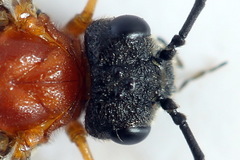 Dolerus aericeps