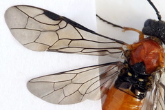 Dolerus aericeps