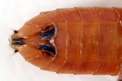 Dolerus aericeps