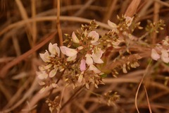 Burmannia championii