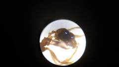 Pheidole nodus