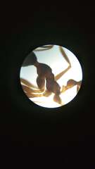 Pheidole nodus