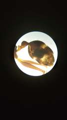 Pheidole nodus
