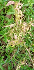Ludwigia