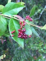 Clinodiplosis profusa