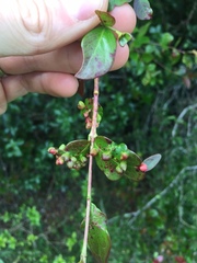 Clinodiplosis profusa