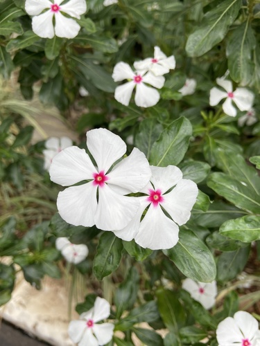 Catharanthus image