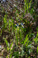 Moraea ciliata