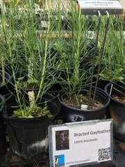 Liatris bracteata