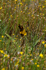 Hesperantha vaginata