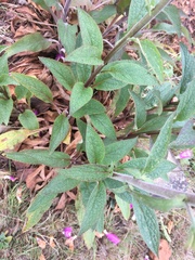 Digitalis purpurea subsp. purpurea image