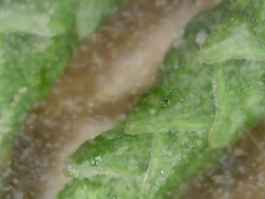 Cupressus sempervirens