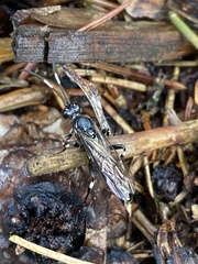 Ichneumon deliratorius