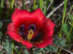 Romulea monadelpha
