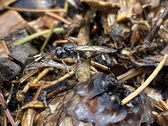 Ichneumon deliratorius