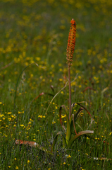 Bulbinella latifolia doleritica