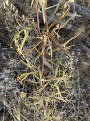 Artemisia vulgaris