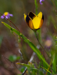 Hesperantha vaginata