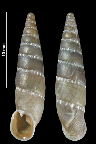 Leucostigma candidescens