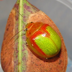 Paropsisterna pictipes