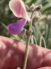 Tephrosia cana