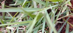 Acrida cinerea