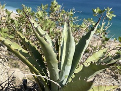 Agave aurea capensis