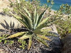 Agave aurea capensis
