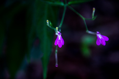 Rhinacanthus gracilis