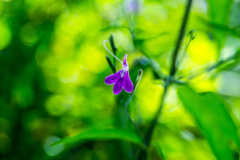 Rhinacanthus gracilis