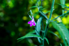 Rhinacanthus gracilis