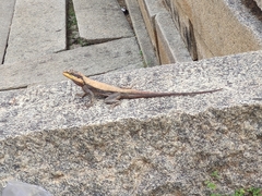 Psammophilus dorsalis