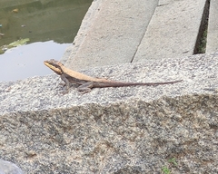 Psammophilus dorsalis