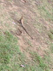 Psammophilus dorsalis