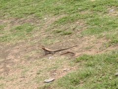 Psammophilus dorsalis