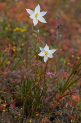 Cyanella alba alba