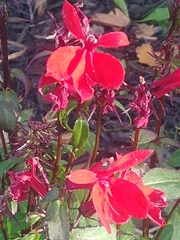 Lobelia cardinalis