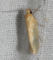 Telocharacta hemicroca