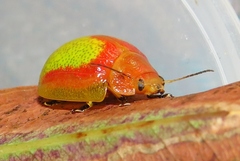 Paropsisterna pictipes