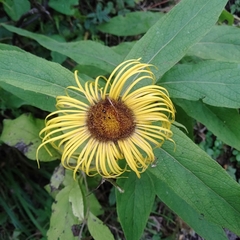 Inula hookeri