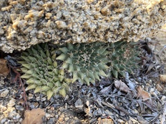 Mammillaria peninsularis