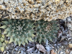 Mammillaria peninsularis