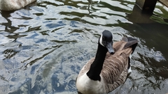 Branta canadensis canadensis