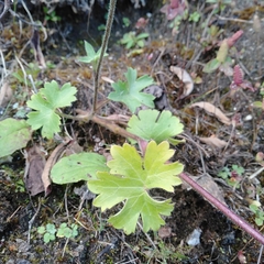 Delphinium nepalense