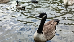 Branta canadensis canadensis