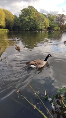 Branta canadensis canadensis