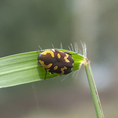 Clinteria klugi