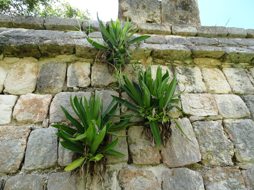 Tradescantia spathacea